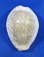 Erosaria turdus winckworthi